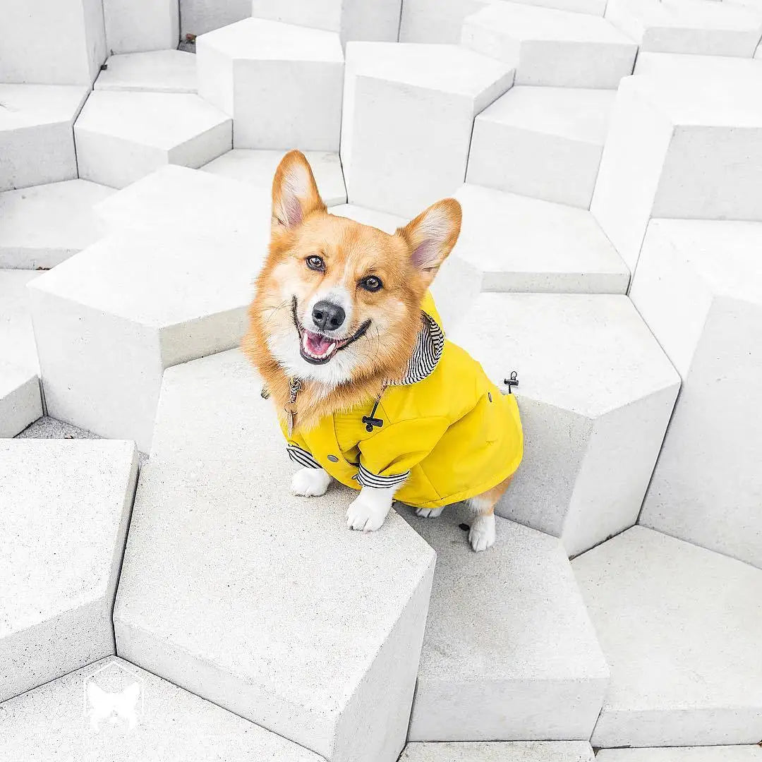 Pet Dog Clothes for Small Medium Dogs Waterproof Puppy Raincoat Fashion Cool Dog Jacket Coat Windproof Dogs Outfit Pet Supplie