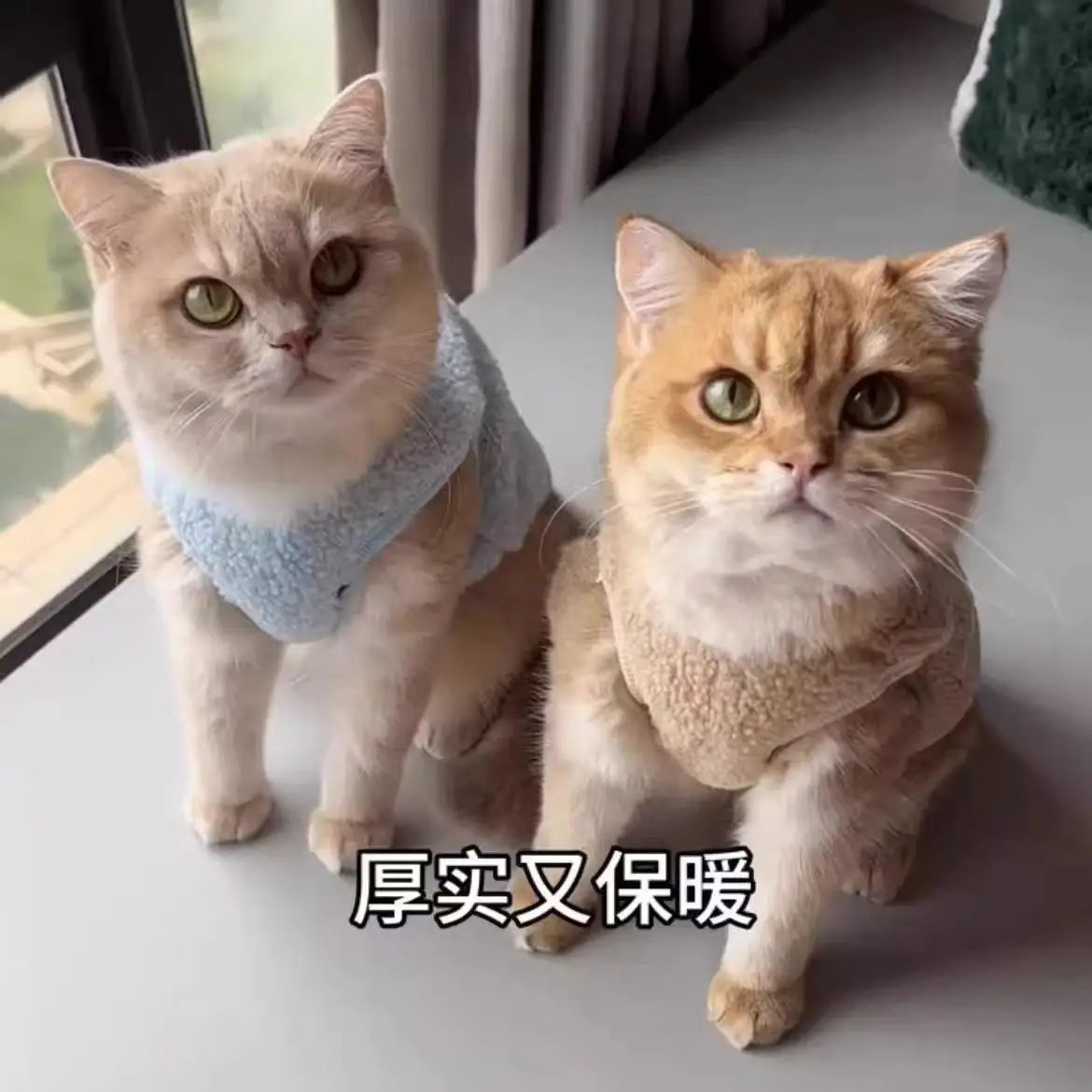 Pet clothes for dogs, small and medium-sized dogs and cats, autumn and winter warm plus velvet and thickened Teddy Bichon