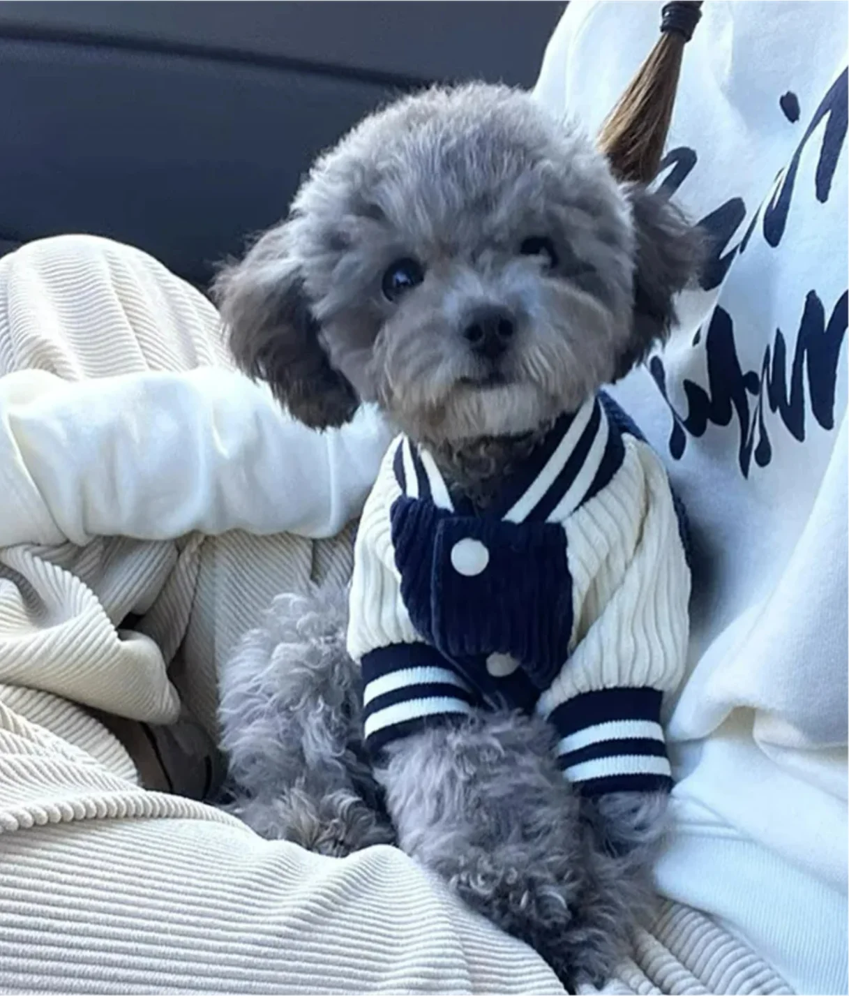 Cute Embroidered Pet Baseball Jackets Dog Clothes For Small Medium Cat Teddy Coat Puppy Spring Clothes Warm Fashion Pet Outfit