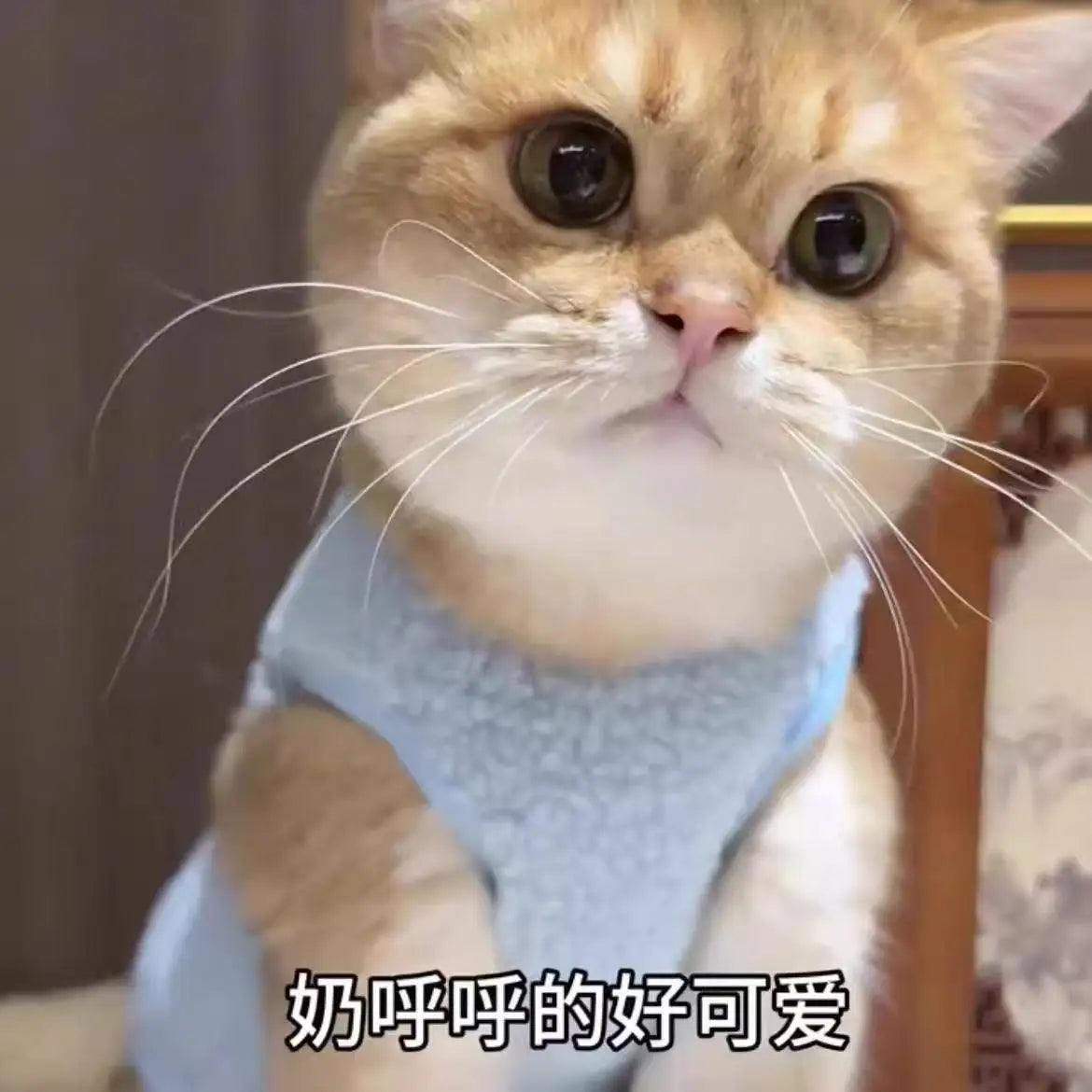 Pet clothes for dogs, small and medium-sized dogs and cats, autumn and winter warm plus velvet and thickened Teddy Bichon